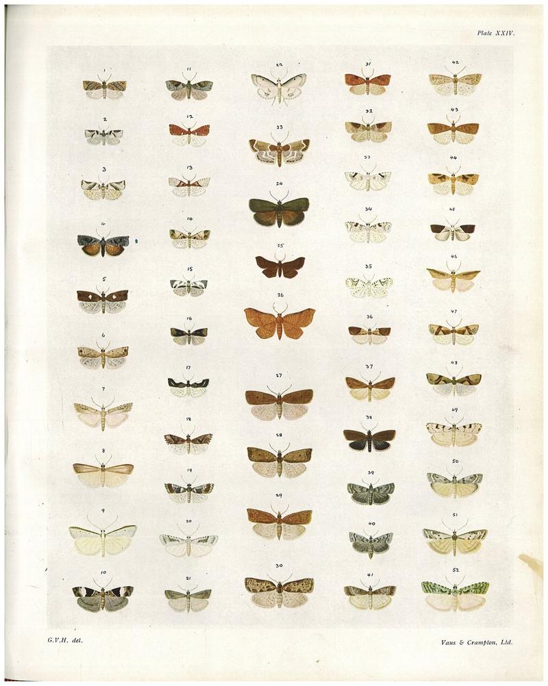 Plate XXIV The butterflies & moths of New Zealand
