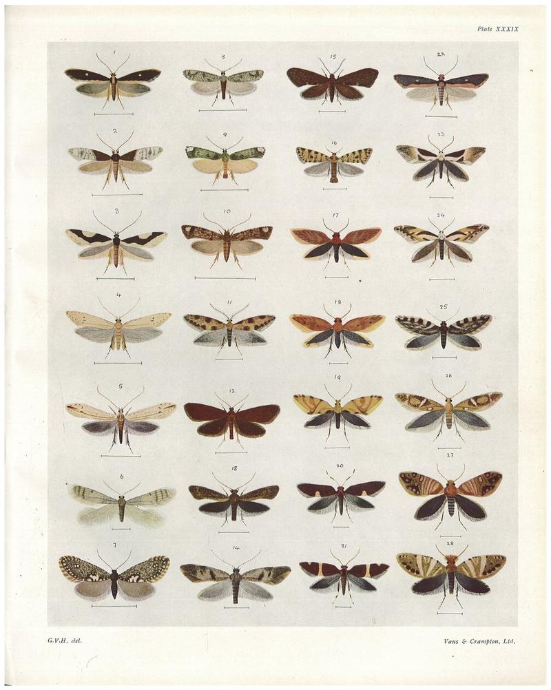 Plate XXXIX The butterflies & moths of New Zealand