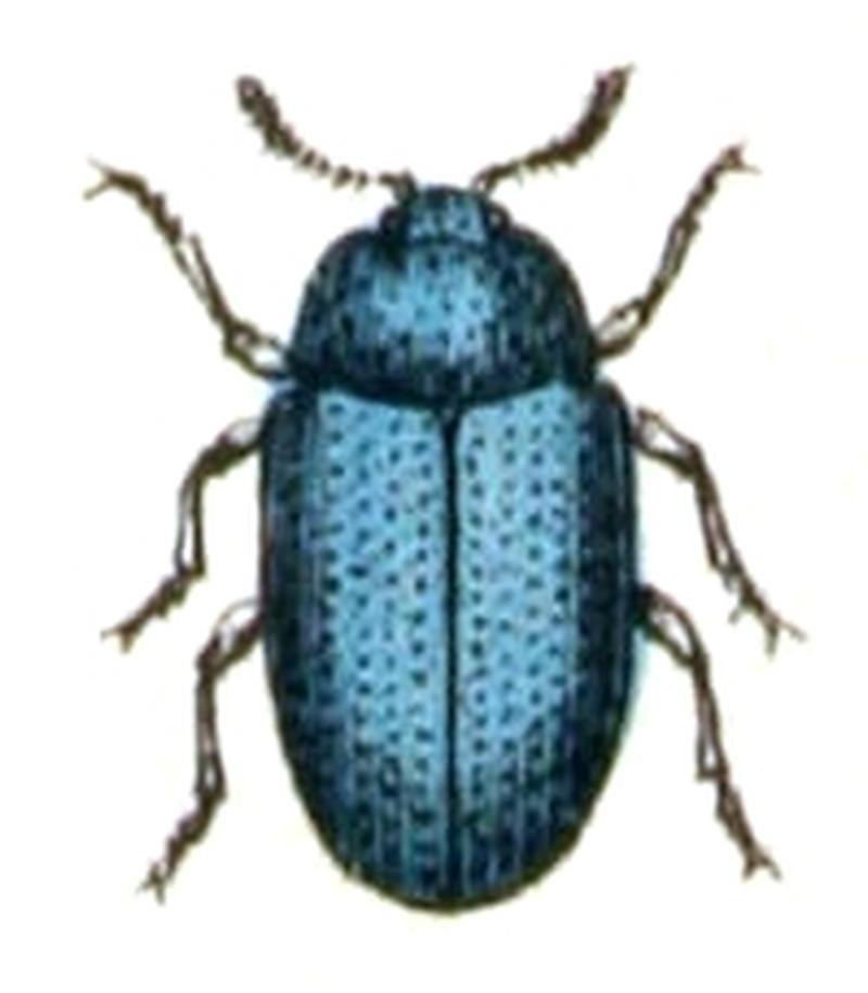 Platydema.violaceum.-.calwer.46.30