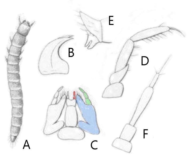 Platydema europaeum larva