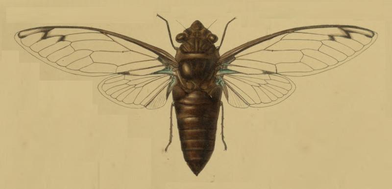 Platylomia viridimaculata rot