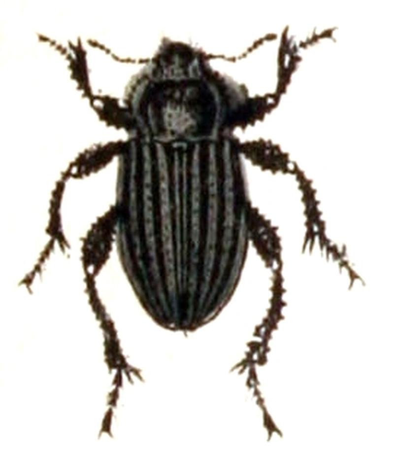 Platyope.leucogramma.-.calwer.47.19