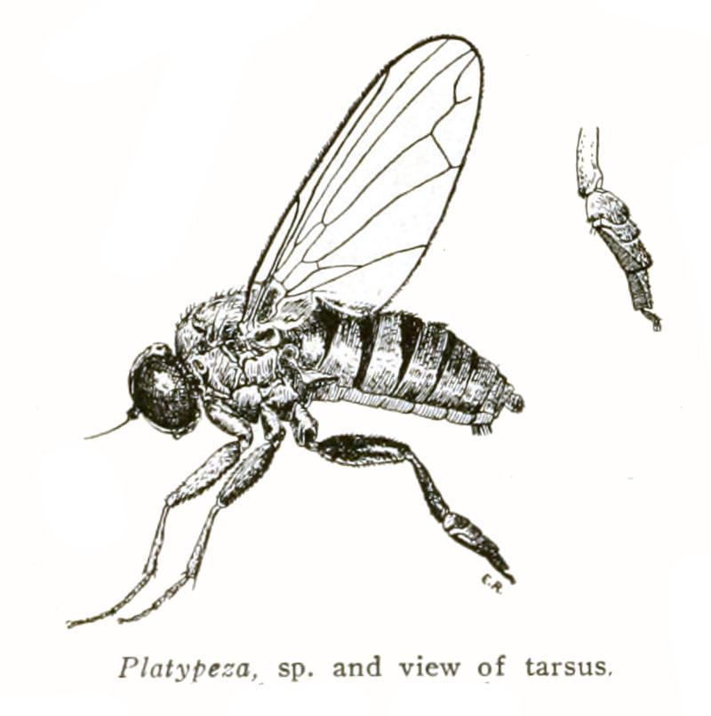 Platypeza leg