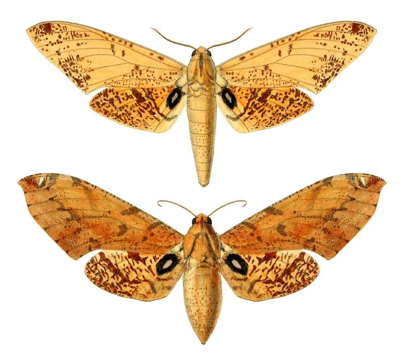 Platysphinx conspersa