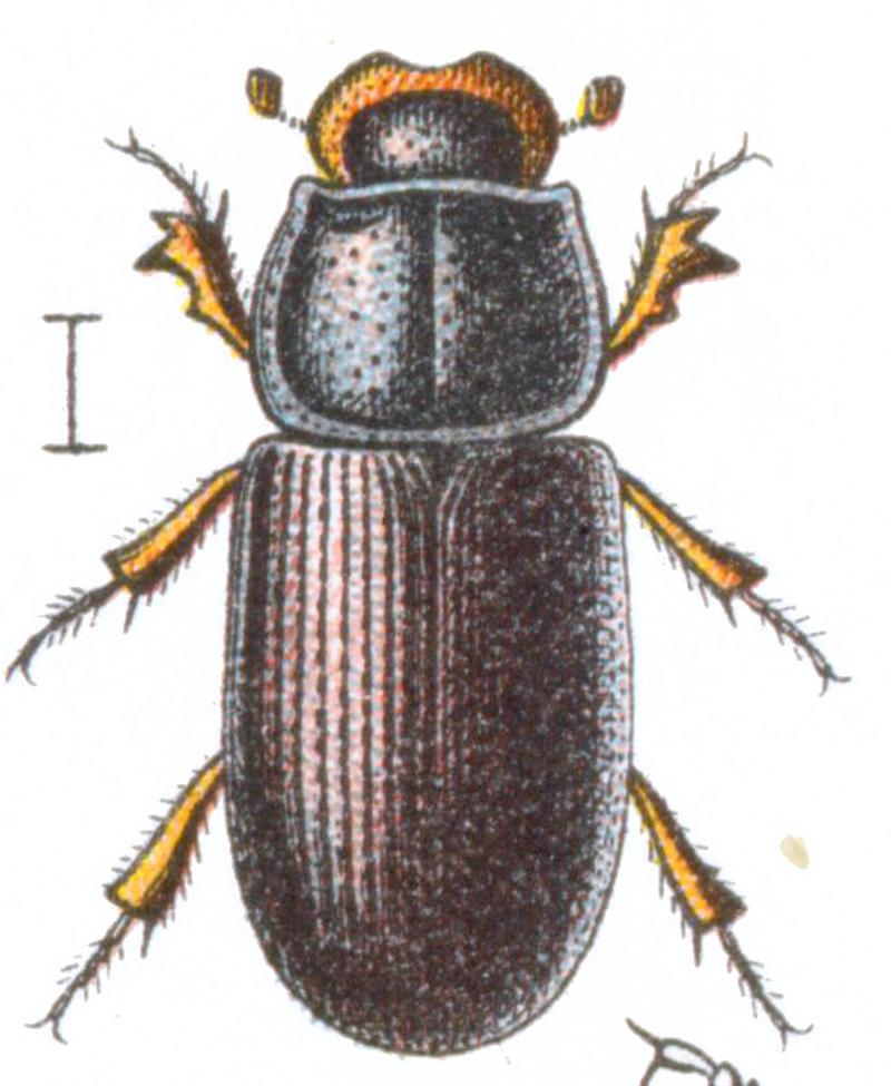 Platytomus tibialis Reitter-1908 table70 (cropped)