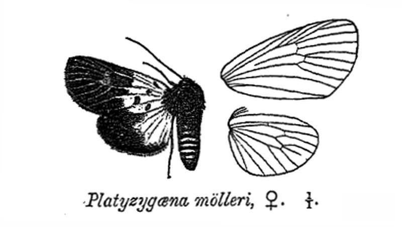 PlatyzygaenaMoelleri