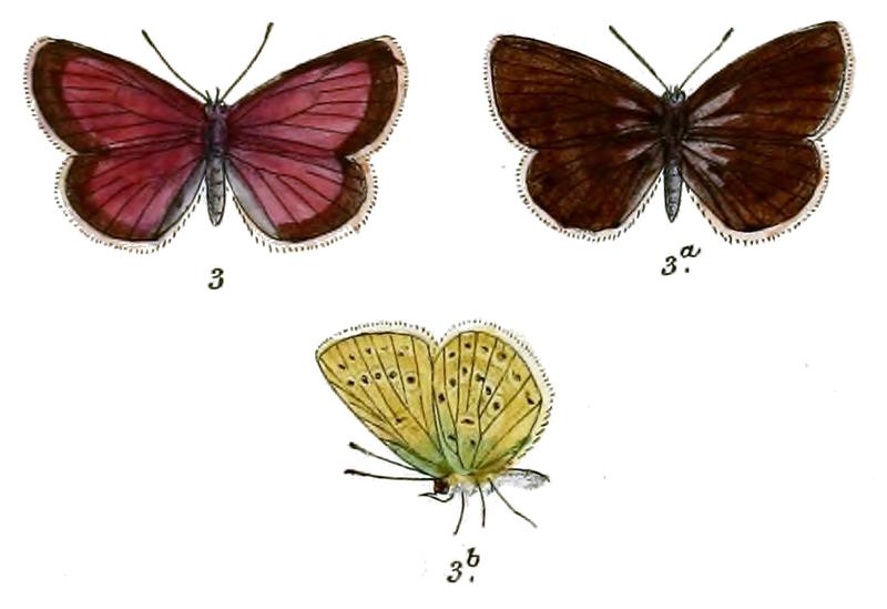 Plebeius annulata