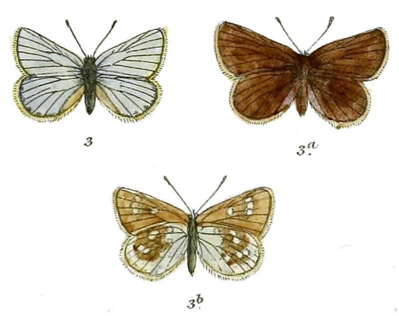 Plebeius asiatica