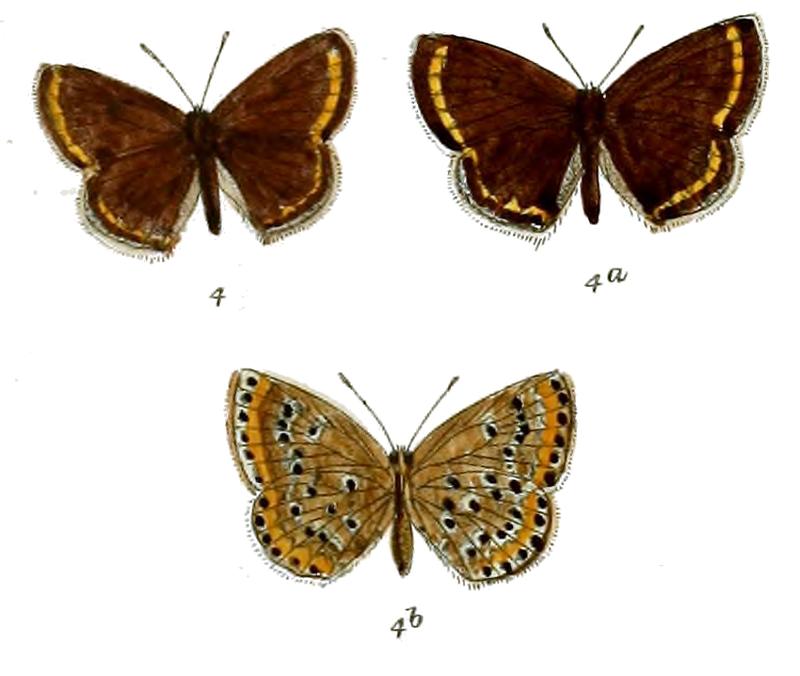 Plebeius astrarche