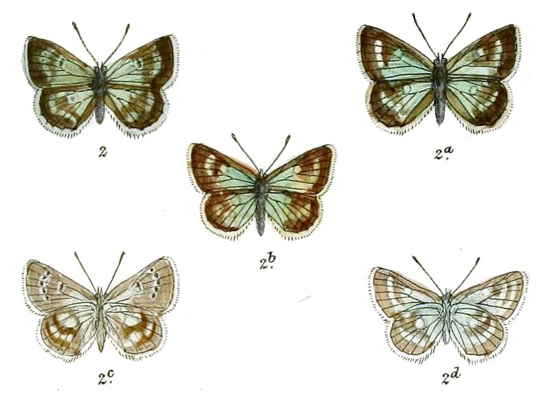 Plebeius ellisi