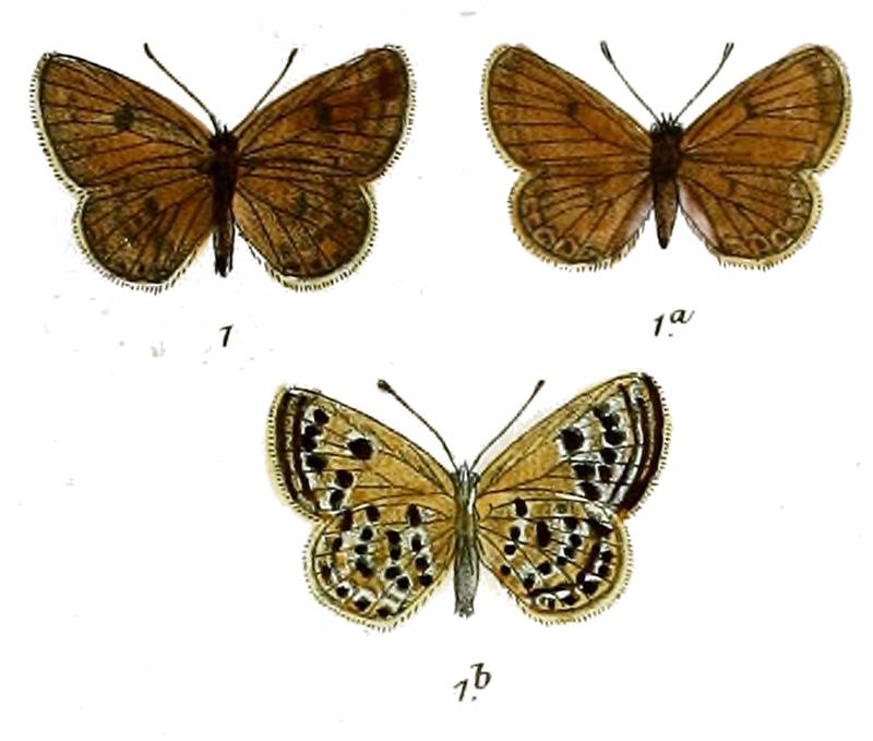 Plebeius iris