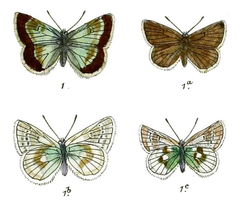 Plebeius jaloka
