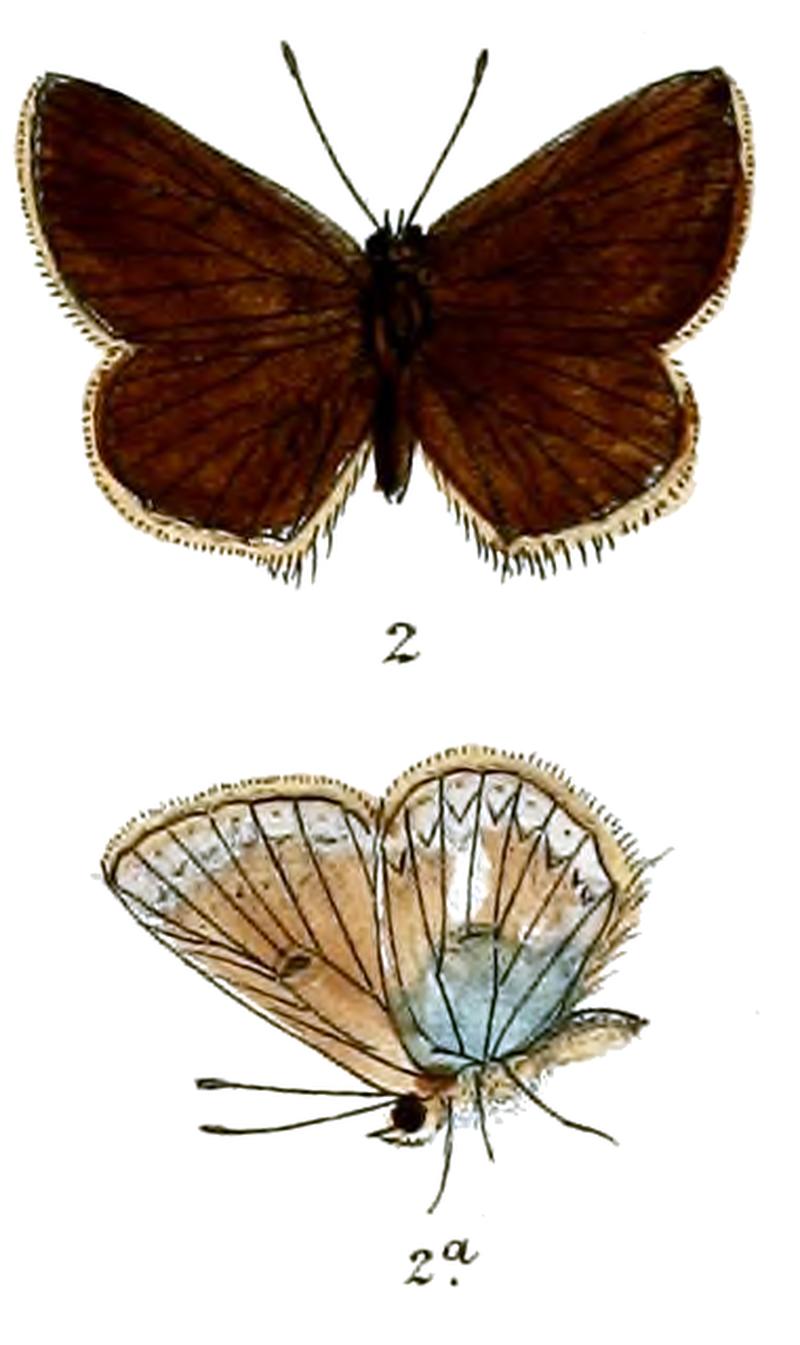 Plebeius jermyni
