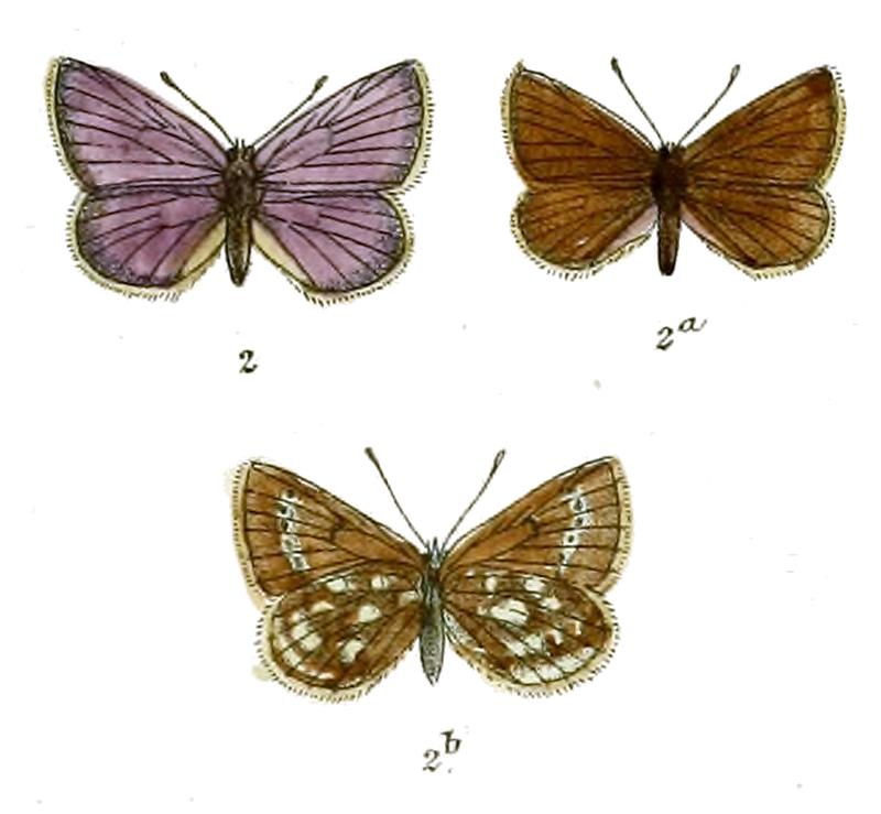 Plebeius lehana