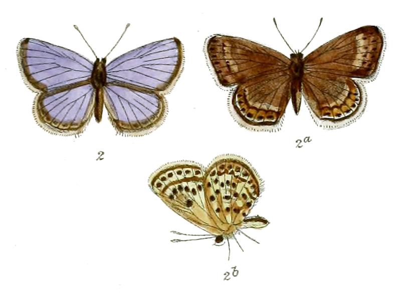Plebeius loewii