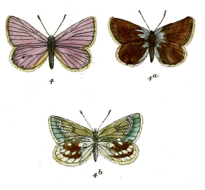 Plebeius pharis