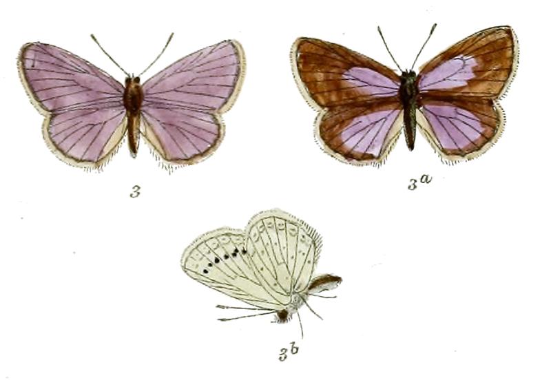 Plebeius samudra
