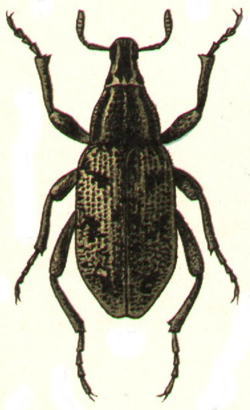 Pleurocleonus sollicitus