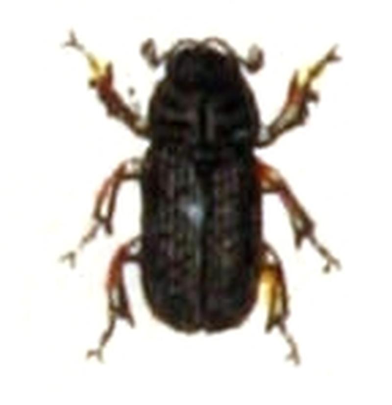 Pleurophorus.caesus.-.calwer.22.13