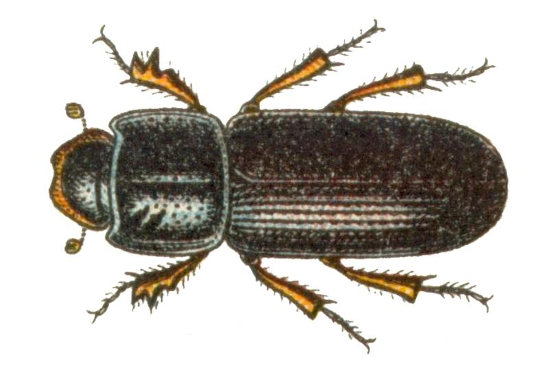 Pleurophorus caesus