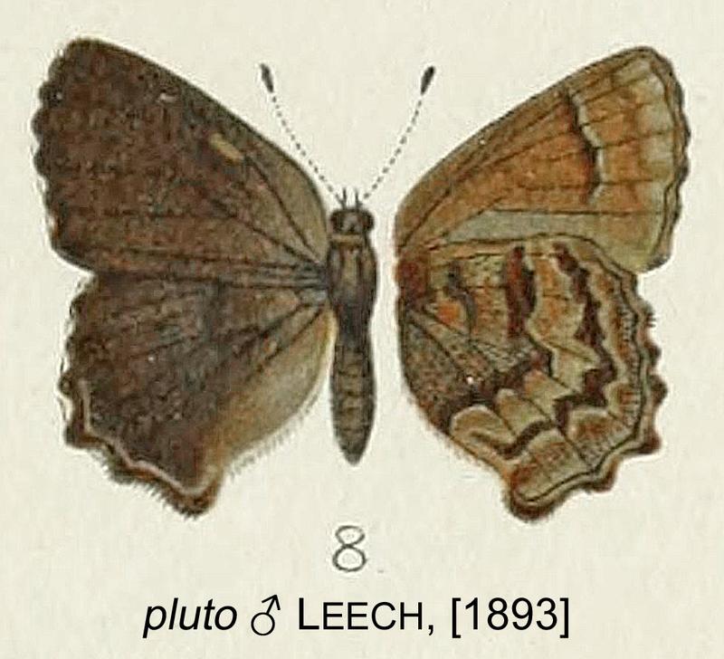 PlutoLeech1893OD