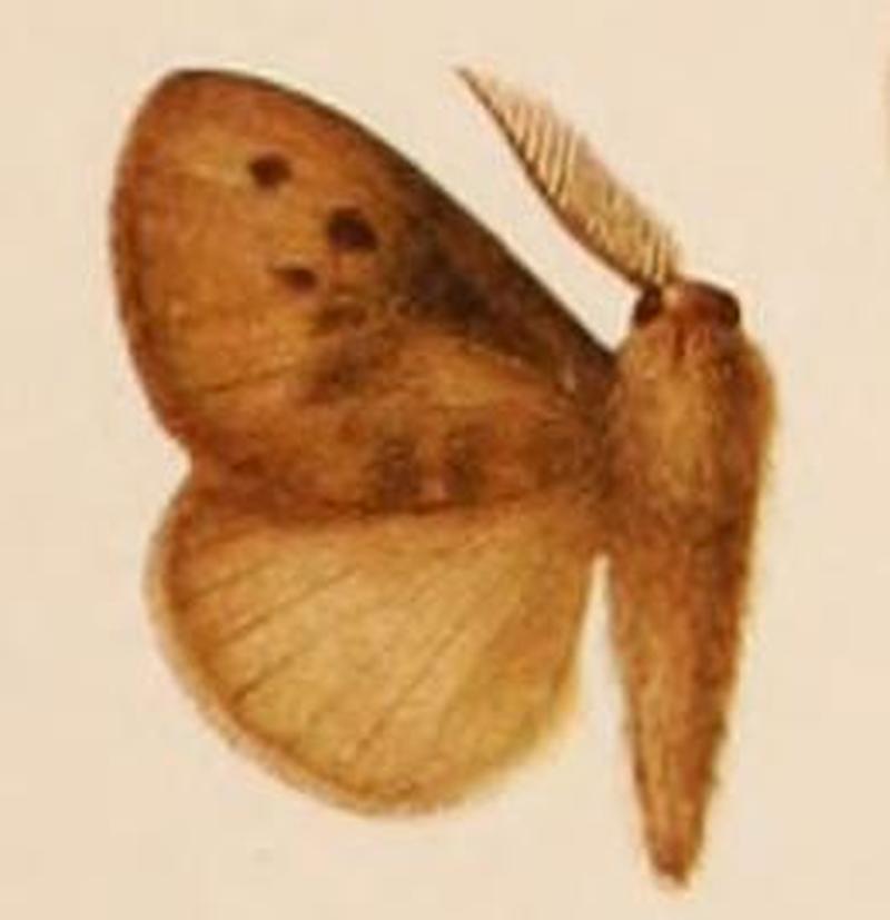 Podalia marmorata