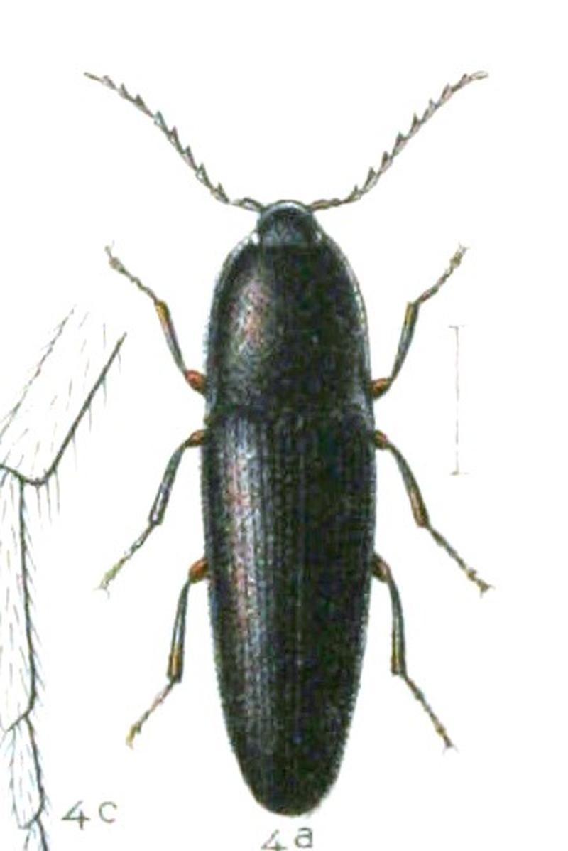Podeonius acuticornis Reitter