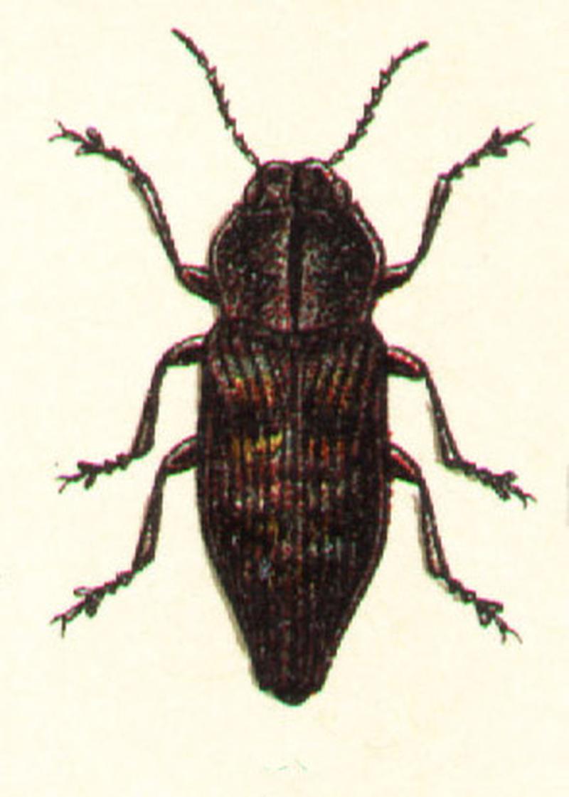 Poecilonota variolosa