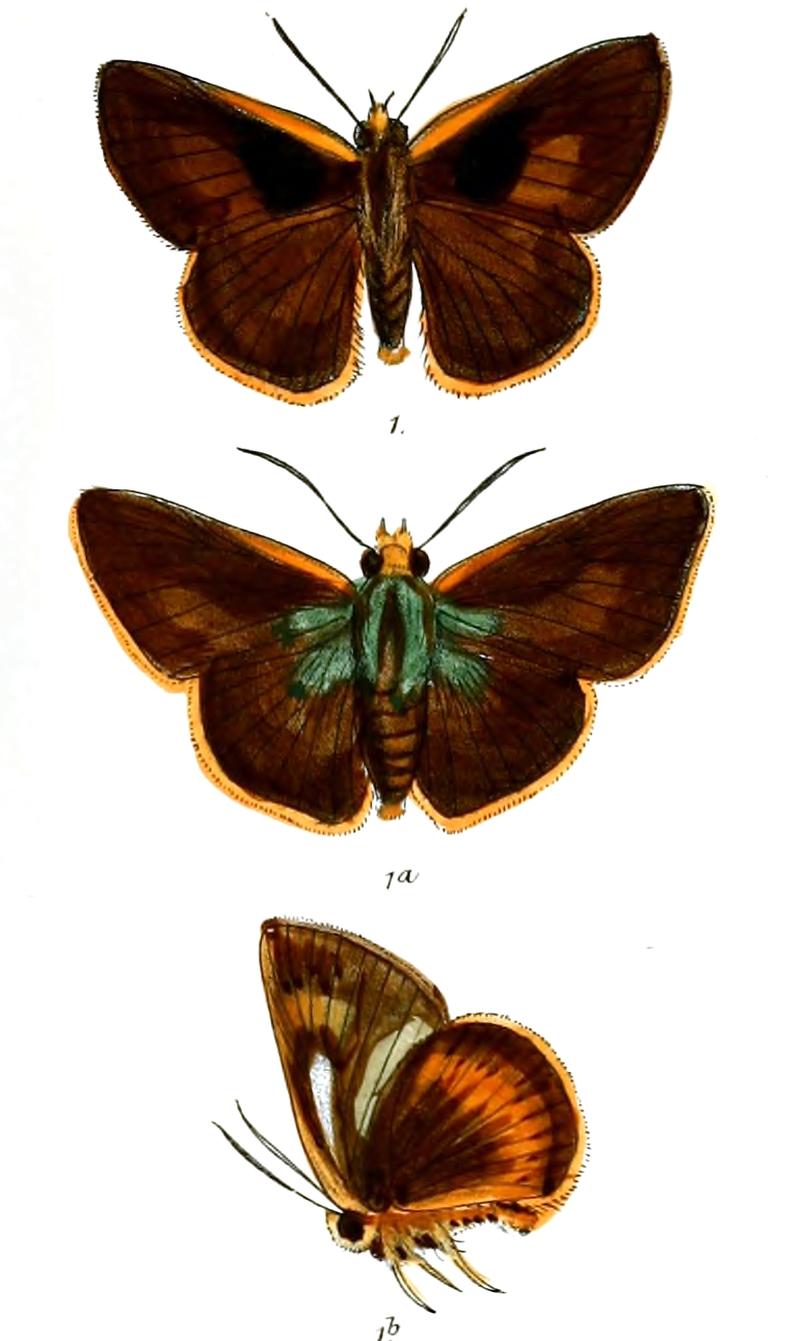 PolaAtaphus 746 1