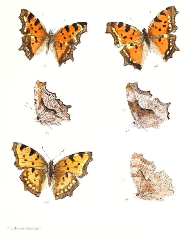 Polygonia calbum 318