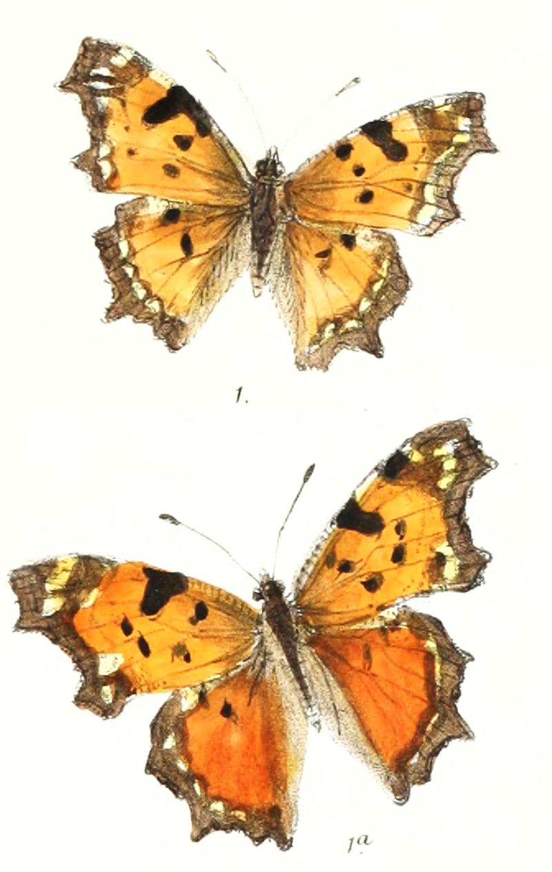 Polygonia interposita 318