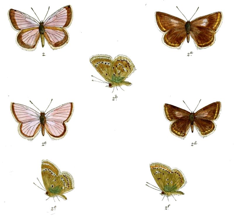 Polyommatus ariana