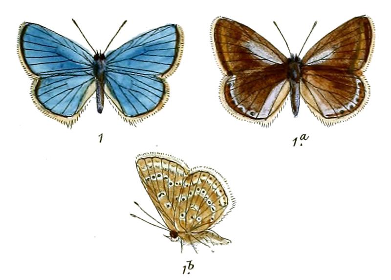 Polyommatus bilucha