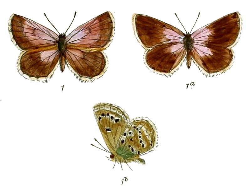 Polyommatus devanica