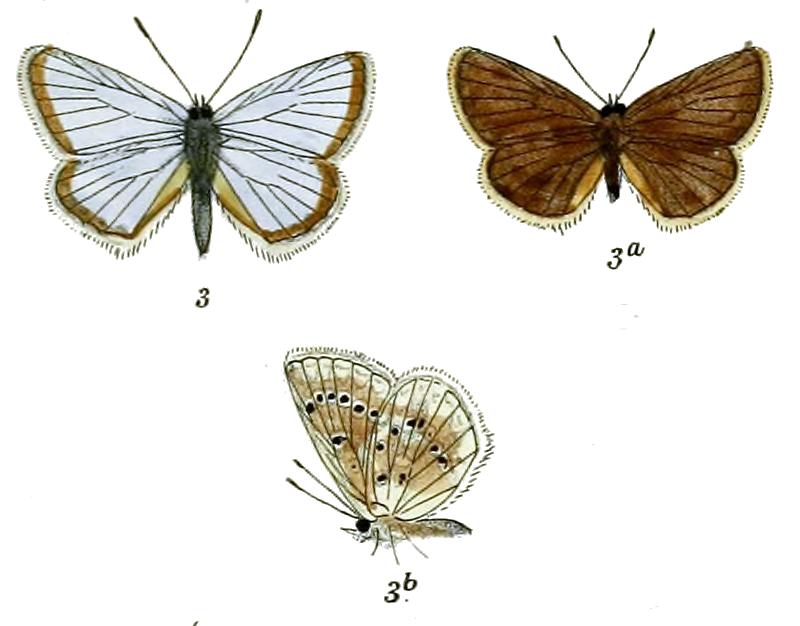 Polyommatus drasula