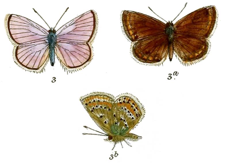 Polyommatus drunela