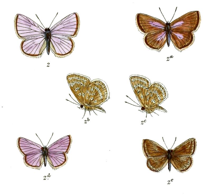 Polyommatus fugitiva