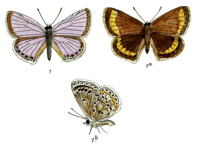 Polyommatus sartoides