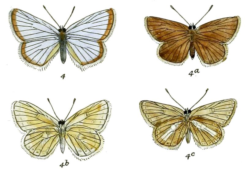 Polyommatus stoliczkana