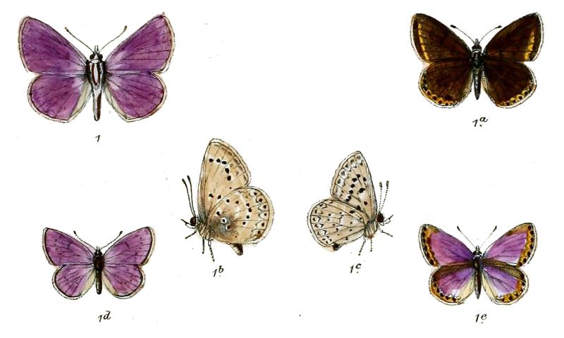 Polyommatus yarkundensis