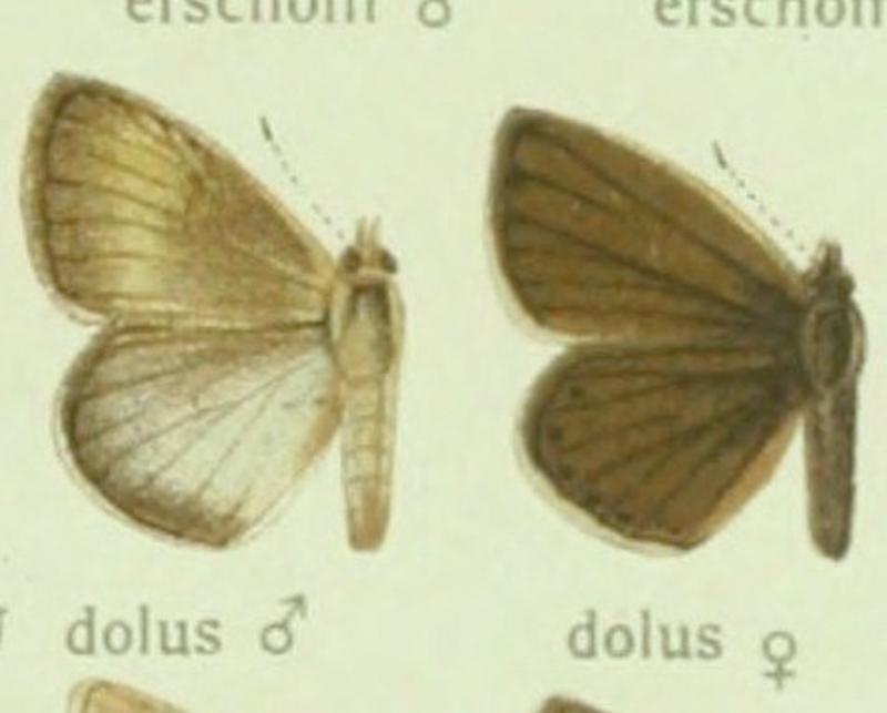 Polyommatus dolus