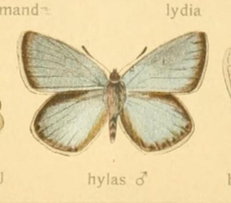 Polyommatus dorylas Valid name for hylas