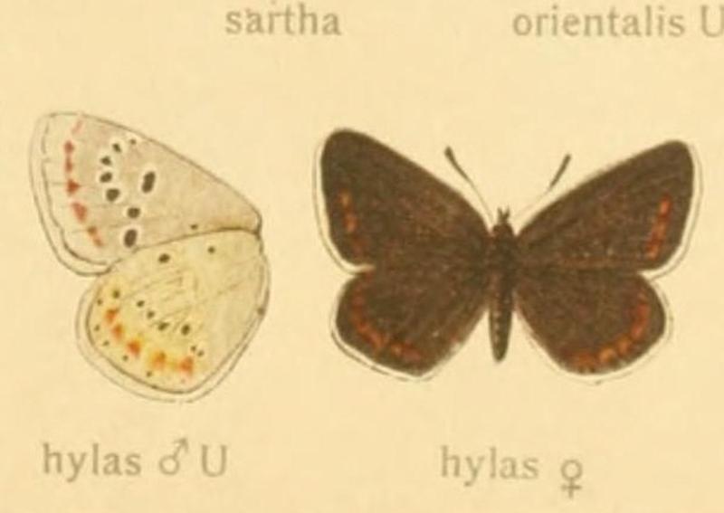 Polyommatus dorylas Valid name for hylas