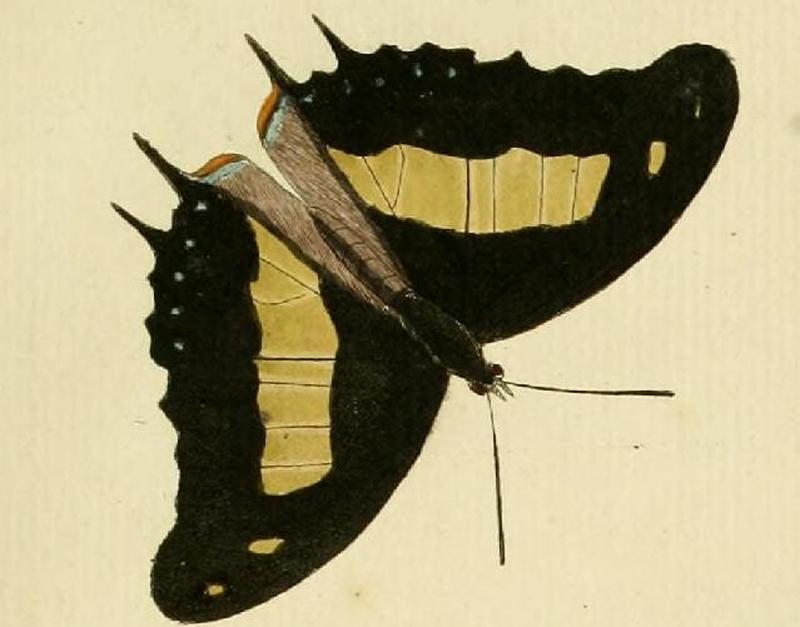 Polyura athamasA