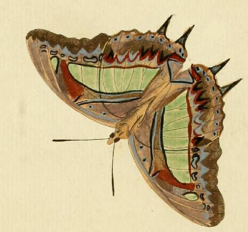 Polyura athamasB