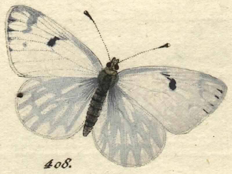 Pontia.daplidice.orig.figure.from.Huebner.1800.2