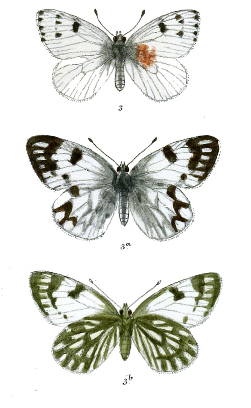 Pontia callidice