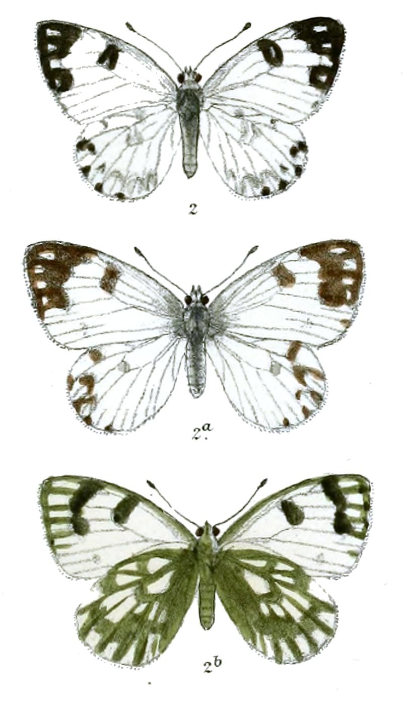 Pontia glauconome