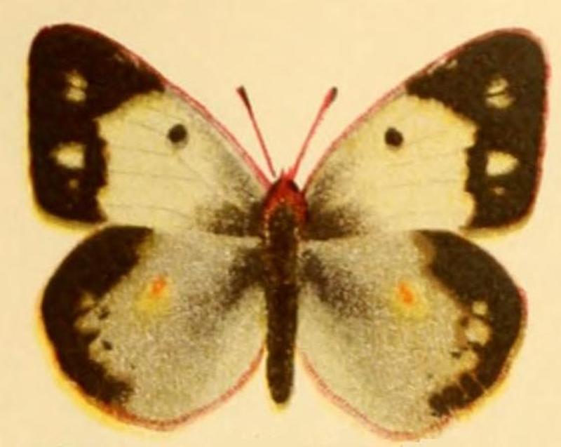 Pontia helice