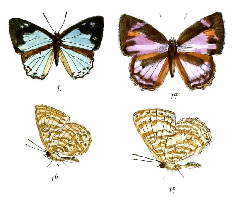 Poritia geta